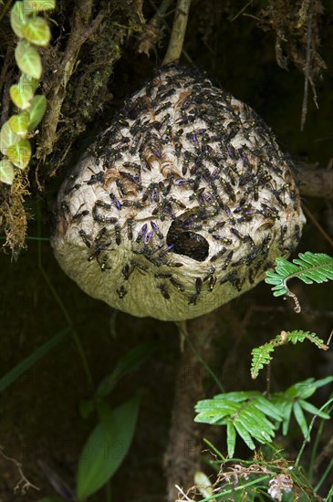 Paper wasps