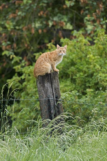 Domestic cat sitting ouside on wooden post of garden fence