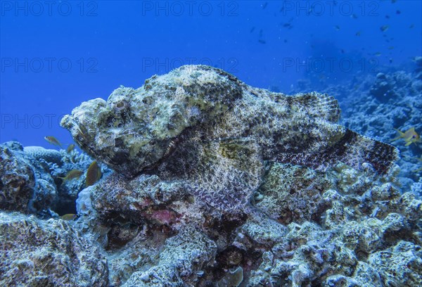 Stonefish