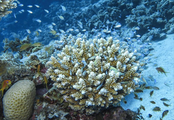 Staghorn coral offers protection to a school of fish