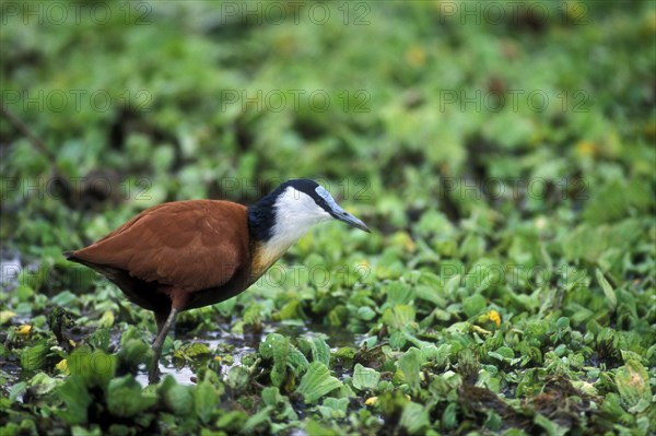 African jacana