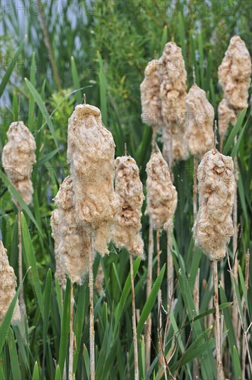 Common Bulrush