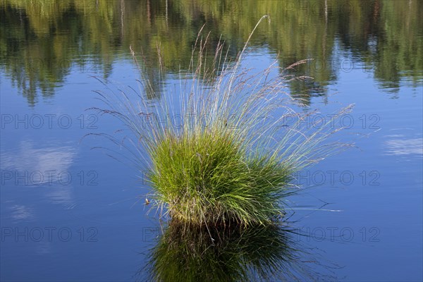 Tussock of purple moor grass