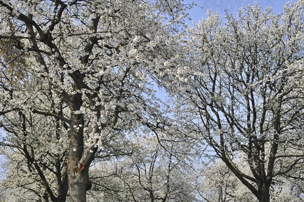 Cherry tree blossoming