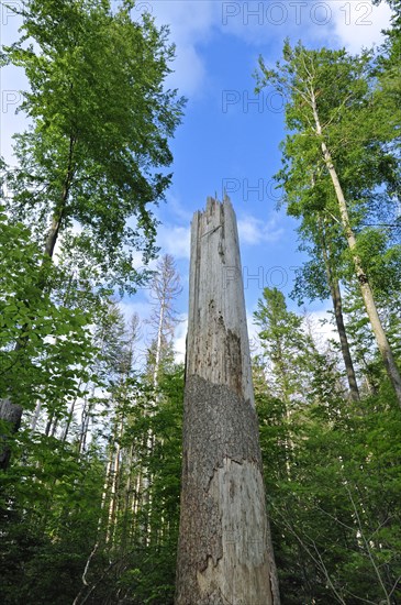 Broken tree trunk