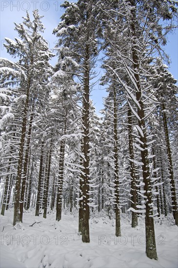 Snow covered pine trees in forest at the nature reserve High Fens
