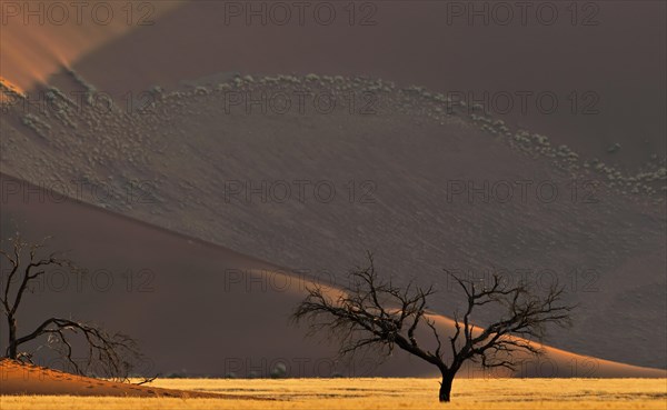 Dead trees in front of red sand dune of the Sossusvlei