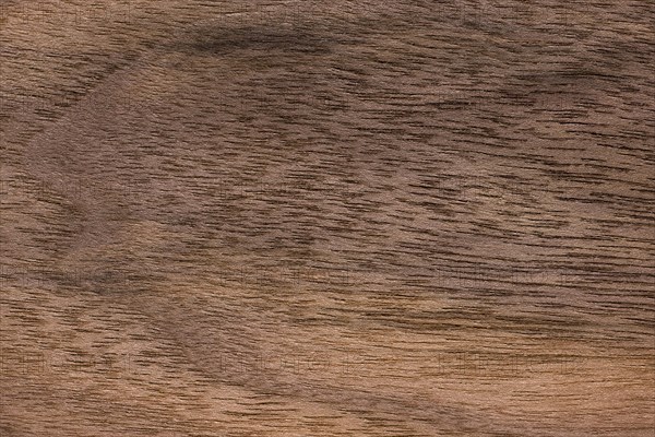 Wood grain of Eastern black walnut