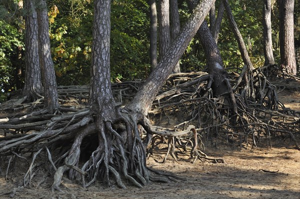 Exposed roots of pine trees due to soil erosion in forest at Kasterlee