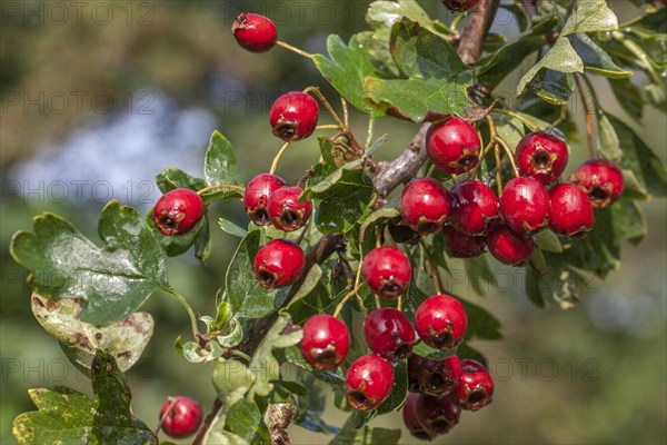 Common hawthorn