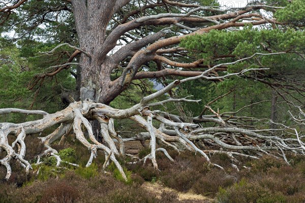 Old Scots pine