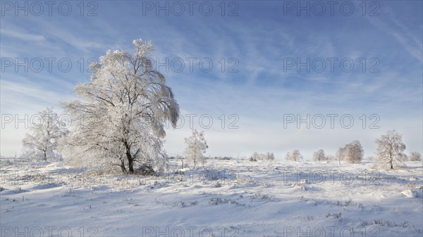 Downy birch