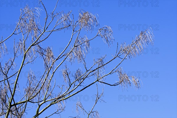 Yellow catalpa