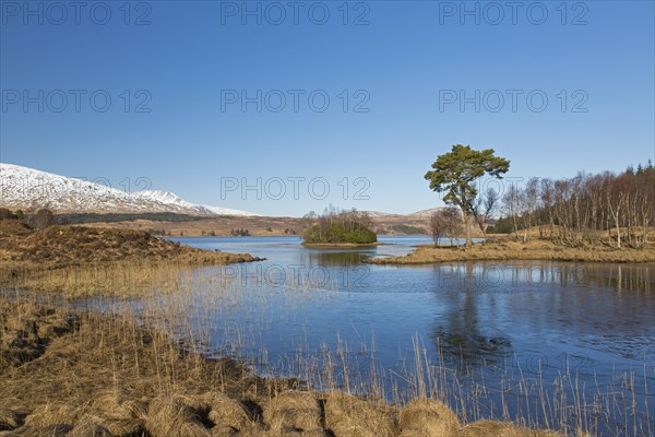 Scots pine