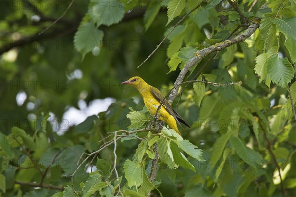 Eurasian golden oriole