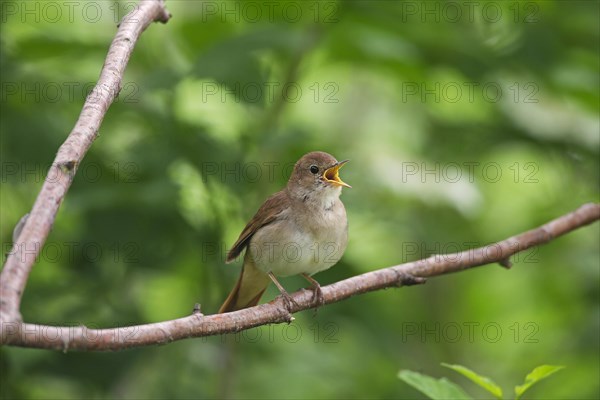 Singing common nightingale