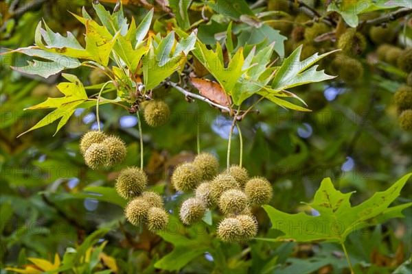 Old World sycamore