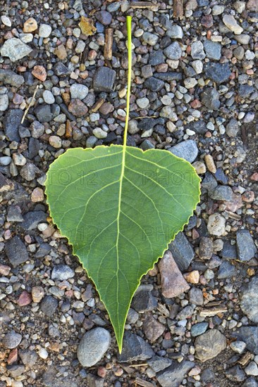 Black poplar