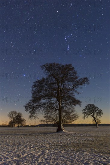 Trees in meadow at night in winter at the Biosphere Reserve Biosphaerenreservat Flusslandschaft Elbe