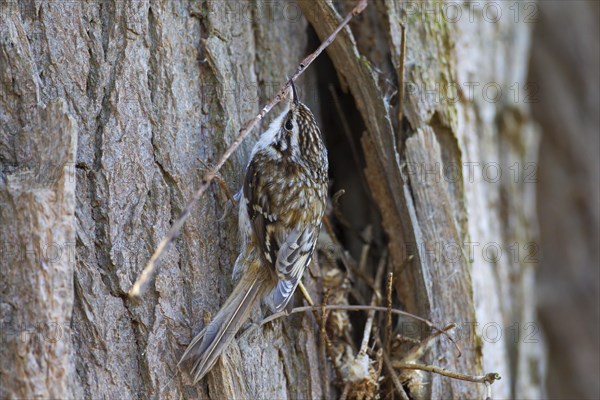 Eurasian treecreeper