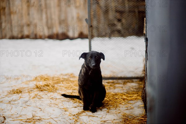 Cute black homeless mongrel dog looks lonely and sad at the camera in a shelter for homeless dogs