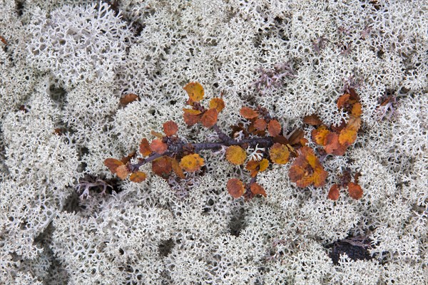 Reindeer lichen