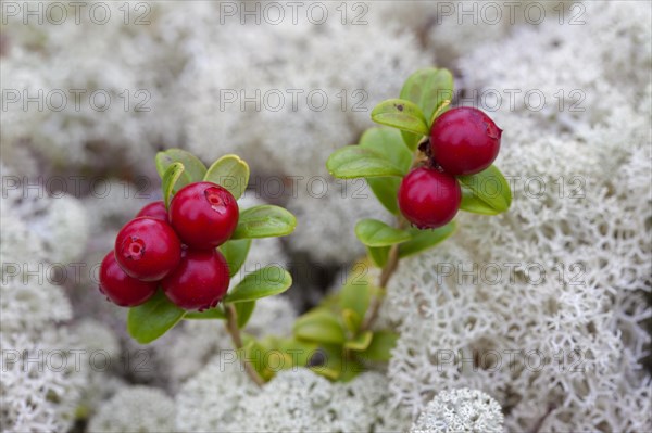 Lingonberry