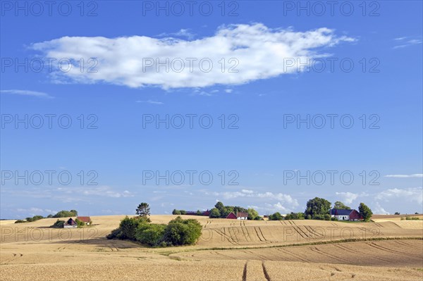 Wheatfield and farms in summer