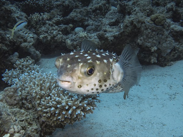 Spotbase burrfish