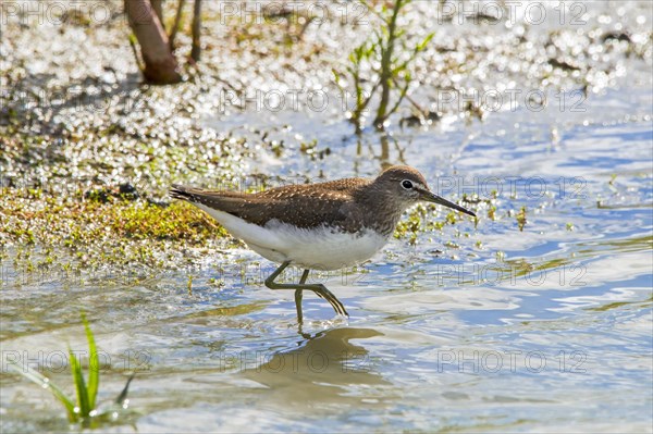 Green sandpiper