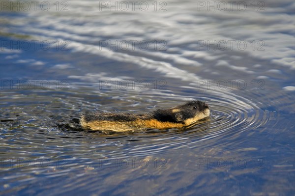 Norway lemming