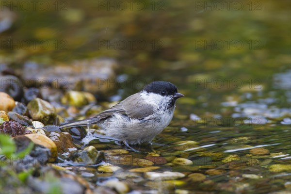 Marsh tit