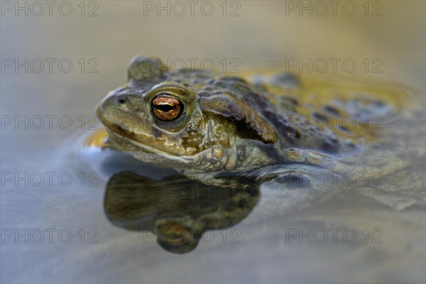 Common European toad