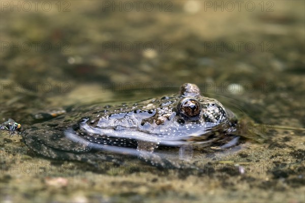 European fire-bellied toad