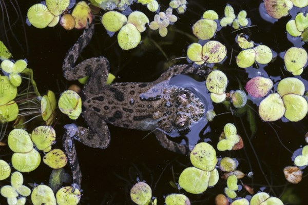 European fire-bellied toad