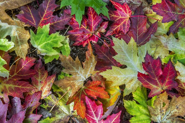 Silver maple