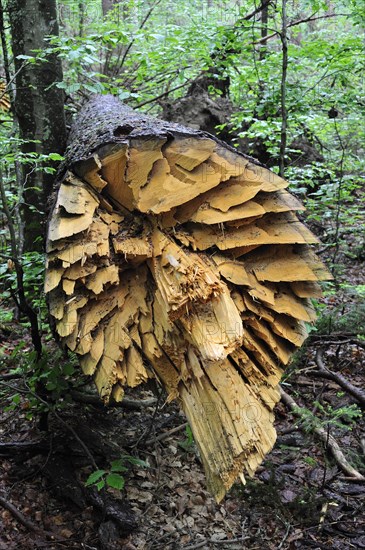 Broken tree trunk