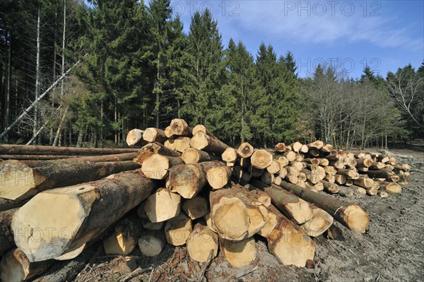 Houtstapel voor dennenbos in de Ardennen