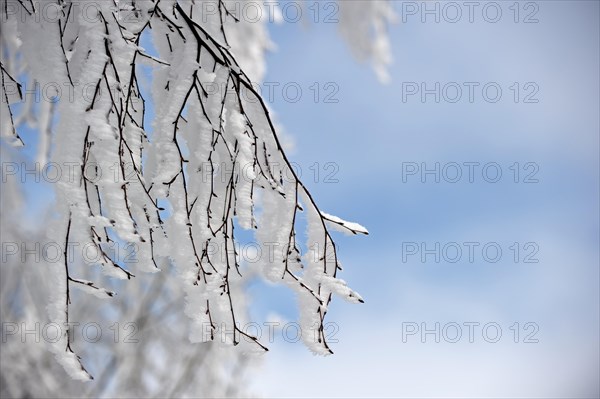 Twigs of broad-leaved tree covered in white hoar frost and snow in winter showing ice crystal formation pointing in same direction by wind