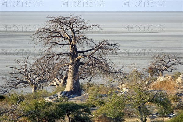 Baobab trees