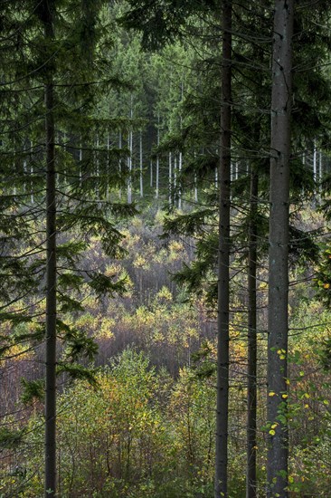 Mixed forest showing pine trees on slope and birches growing in valley