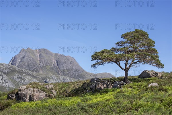 Solitary Scots pine tree