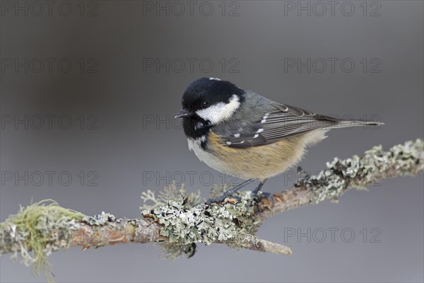 Coal tit