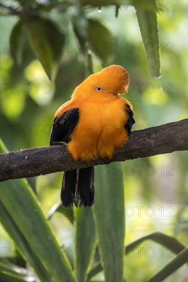 Andean cock-of-the-rock