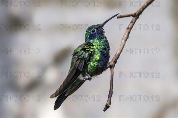 Sparkling violetear