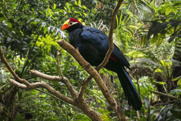 Violet turaco