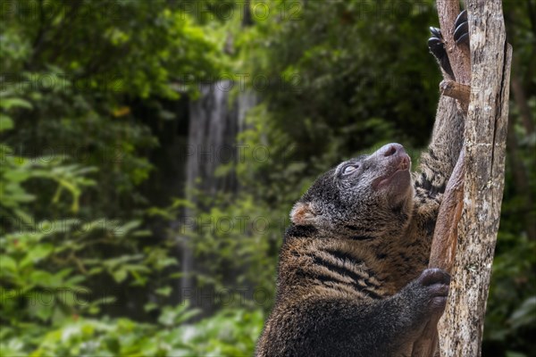 Sulawesi bear cuscus