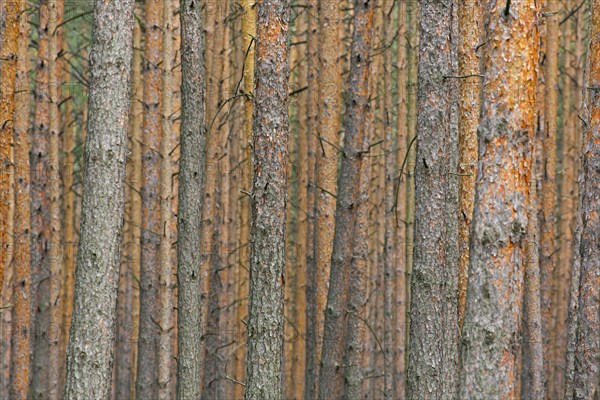 Tree trunks of Scots pine