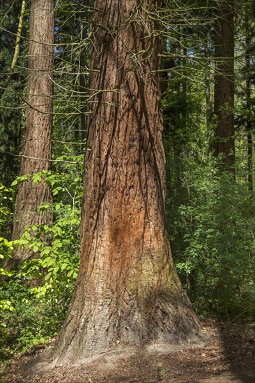 Giant sequoia