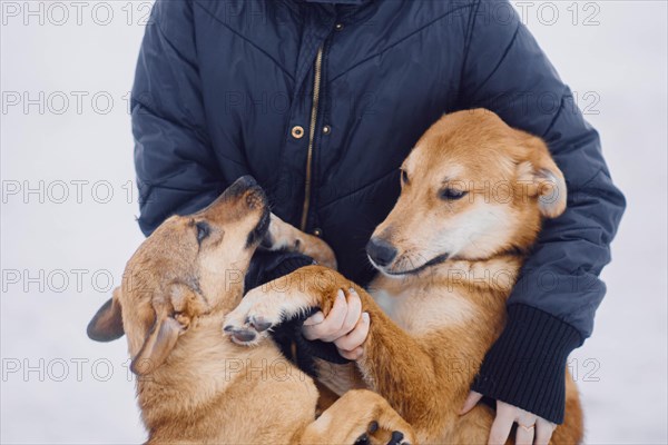 Two homeless cute mongrel dogs hugging with their owner in a dog shelter